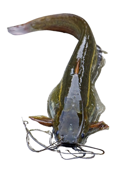 Kaari ( Stinging Cat Fish)