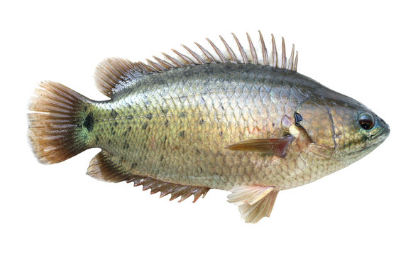 Kalladamutti ( Anabas)