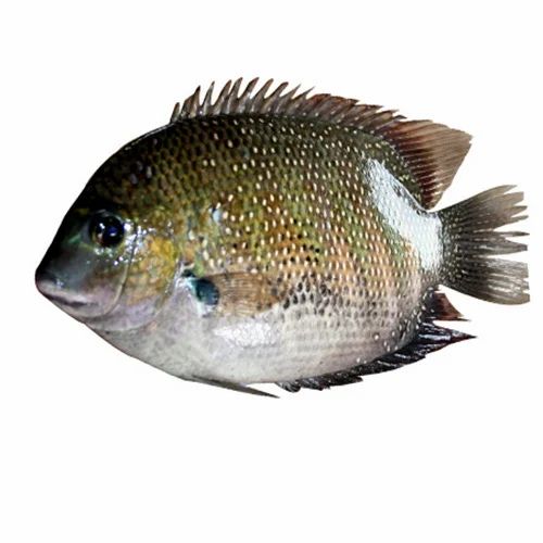 Nadan Karimeen ( Pearl Spot)