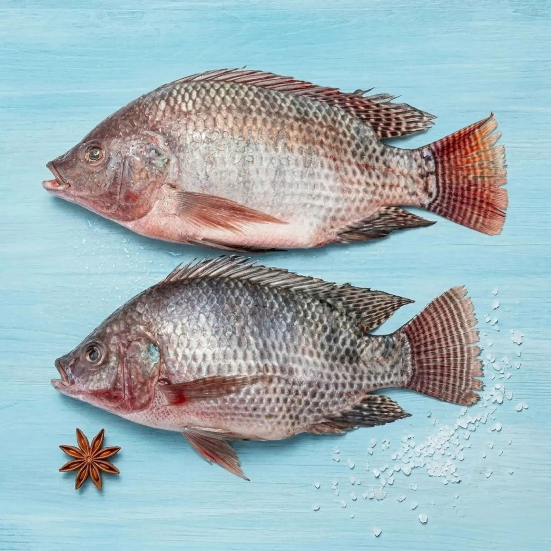 Thilapia Fish