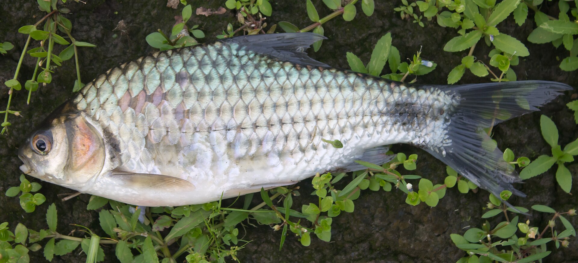 Kuruva Fish