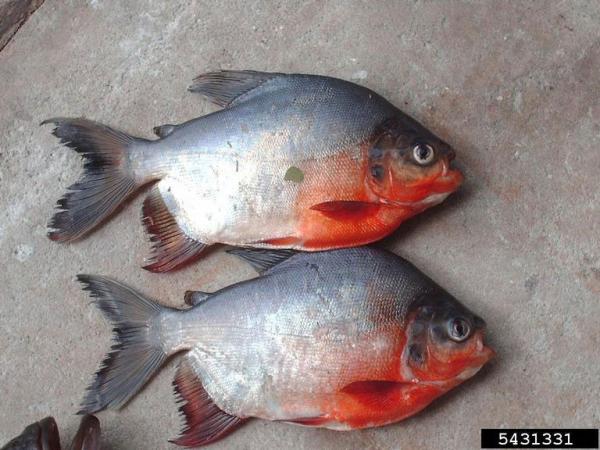 Red belly Fish Nutter