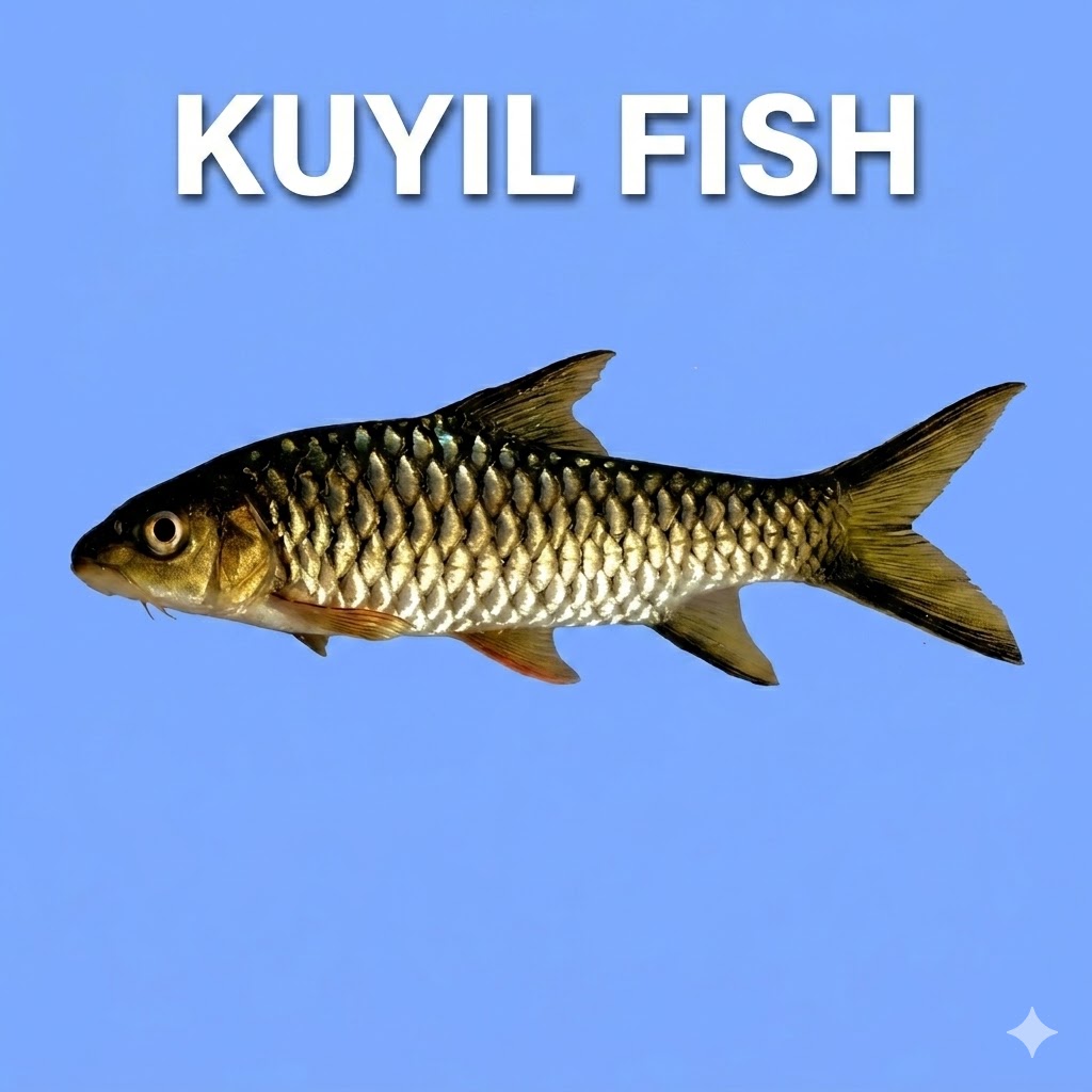 Kuyil Fish