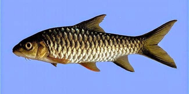 Paral fishes