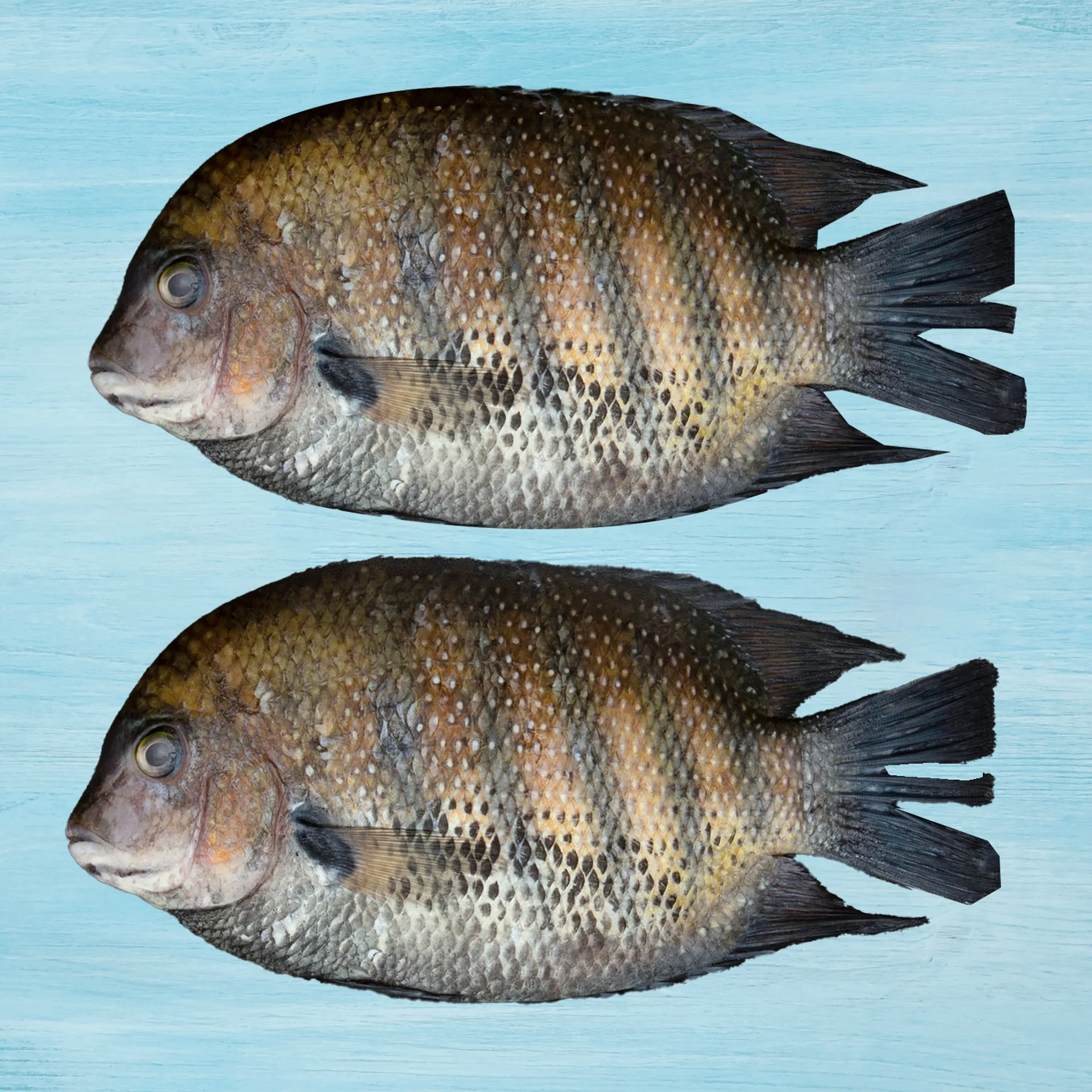 Karimeen Large ( 4 Pcs/Kg)