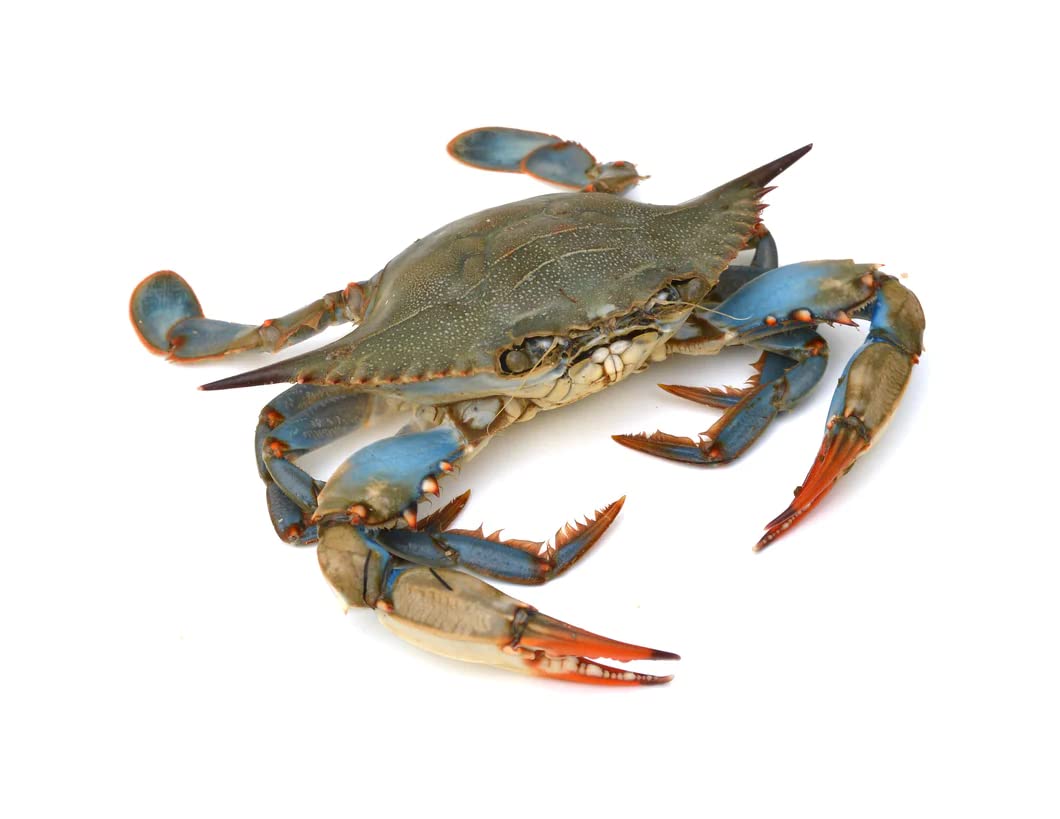 Crabs
