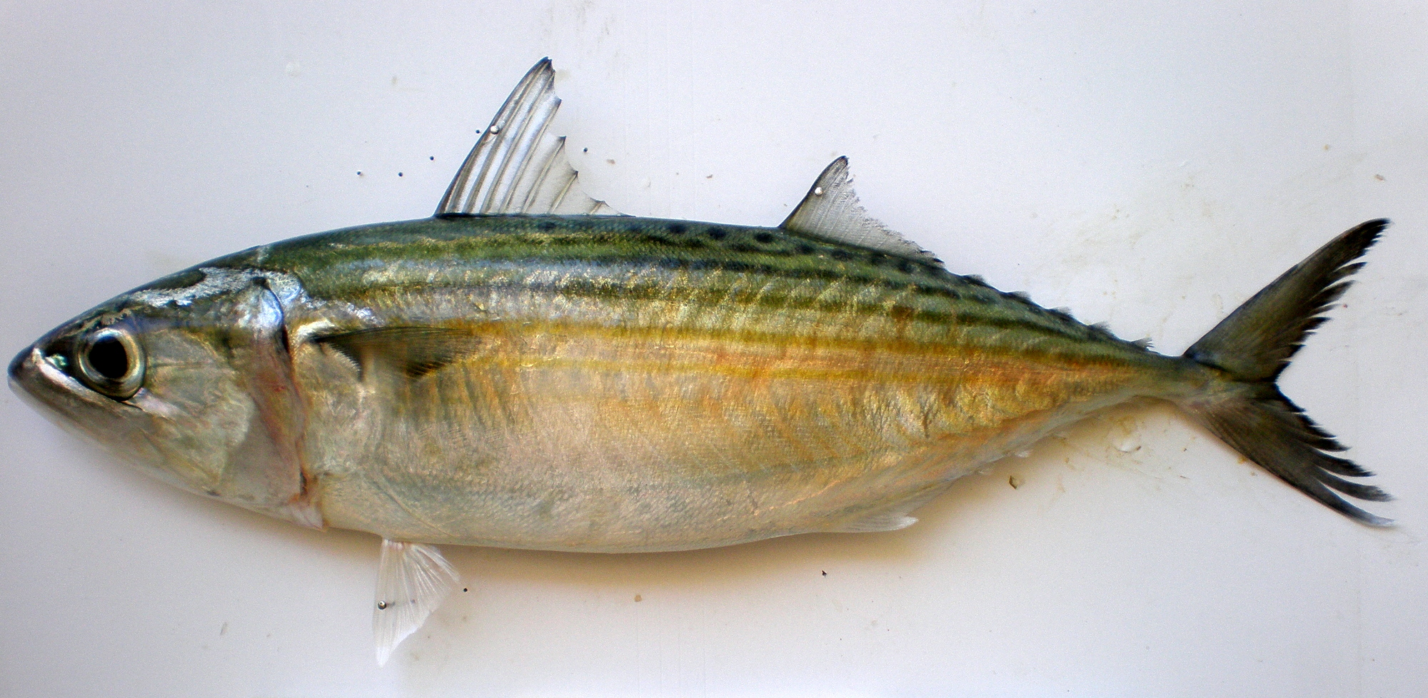 Ayala Big ( Mackerel) 5 Pcs/1 kg