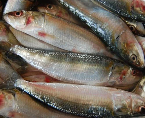 Mathi Large (19 Pcs/Kg)