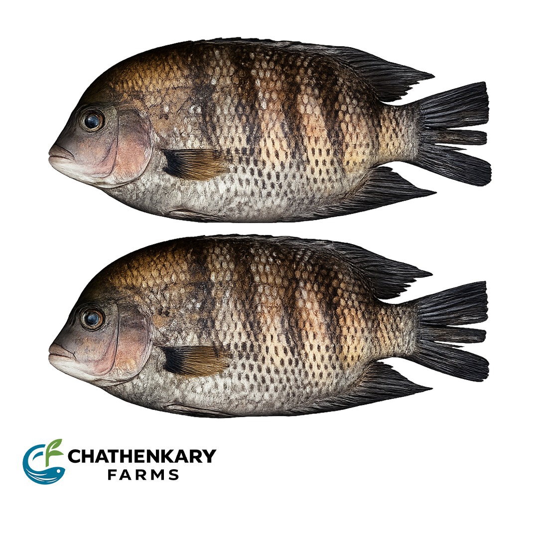 Nadan Karimeen (M)