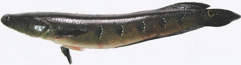 Cherumeen ( Cobra Snake head)