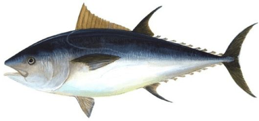 Choora