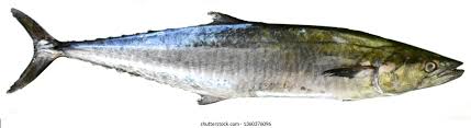 Neimeen (Seer Fish)