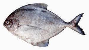 Machan ( Black Pomfret)