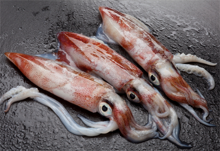 Kunthal ( Squid)